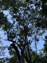 Zanthoxylum martinicense