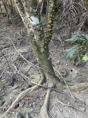 Zanthoxylum martinicense