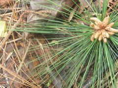 Pinus maximinoi