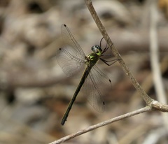 Micromidia atrifrons