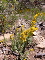Solidago argentinensis