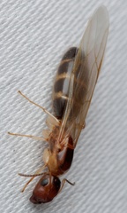 Colobopsis macrocephala
