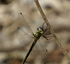 Micromidia atrifrons