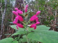 Salvia dorisiana
