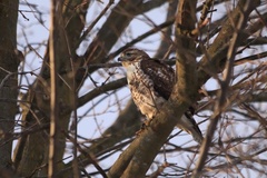 Buteo jamaicensis