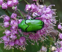 Ischiopsopha wallacei