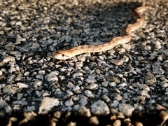 Arizona elegans candida