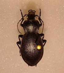 Carabus taedatus