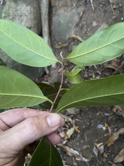 Licaria parvifolia