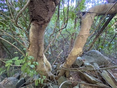 Ficus trigonata