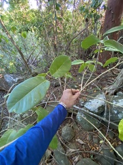 Ficus trigonata
