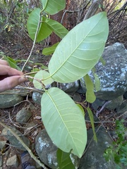 Ficus trigonata