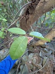 Ficus trigonata