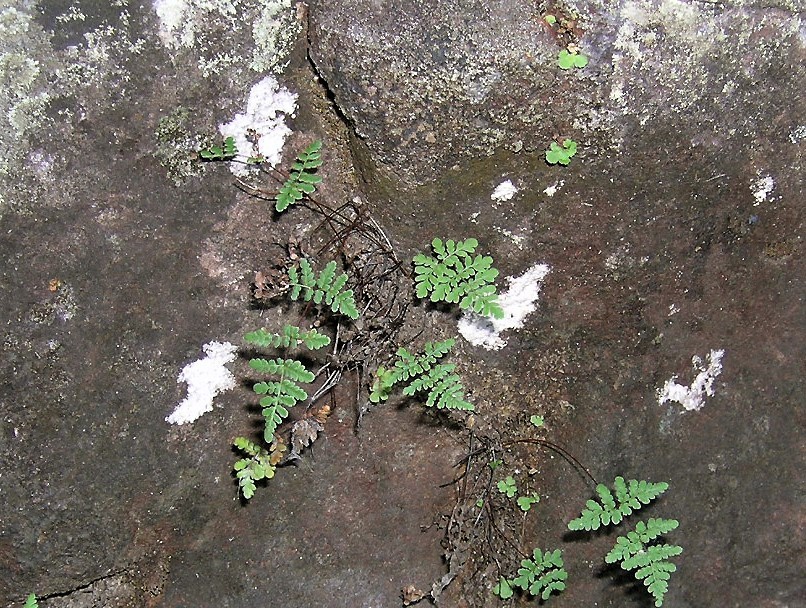 Cheilanthes pumilio