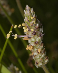 Plantago nivea