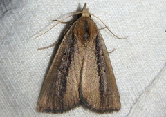 Gabara stygialis