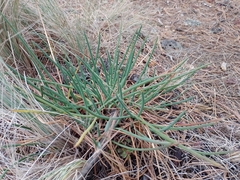 Ottoa oenanthoides