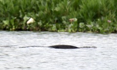 Hydrictis maculicollis