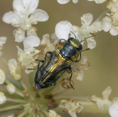 Bilyaxia cordillerae