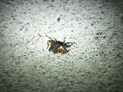 Eucryptorrhynchus scrobiculatus