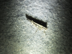 Aiolopus thalassinus tamulus