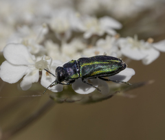 Bilyaxia concinna
