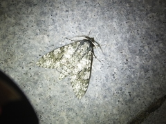 Dolbina tancrei