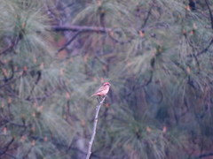 Carpodacus