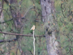 Carpodacus