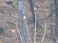 Carpodacus