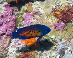 Centropyge bispinosa