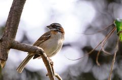 Zonotrichia capensis