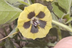 Physalis chenopodiifolia