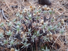 Gnaphaliothamnus lavandulifolius