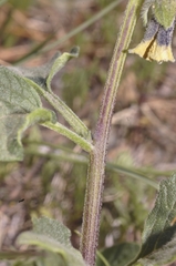 Physalis chenopodiifolia