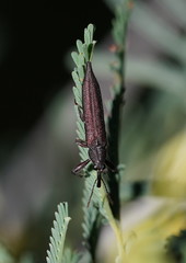 Rhinotia phoenicoptera