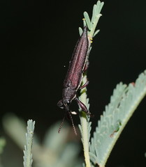 Rhinotia phoenicoptera