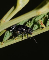 Aporocera scabrosa