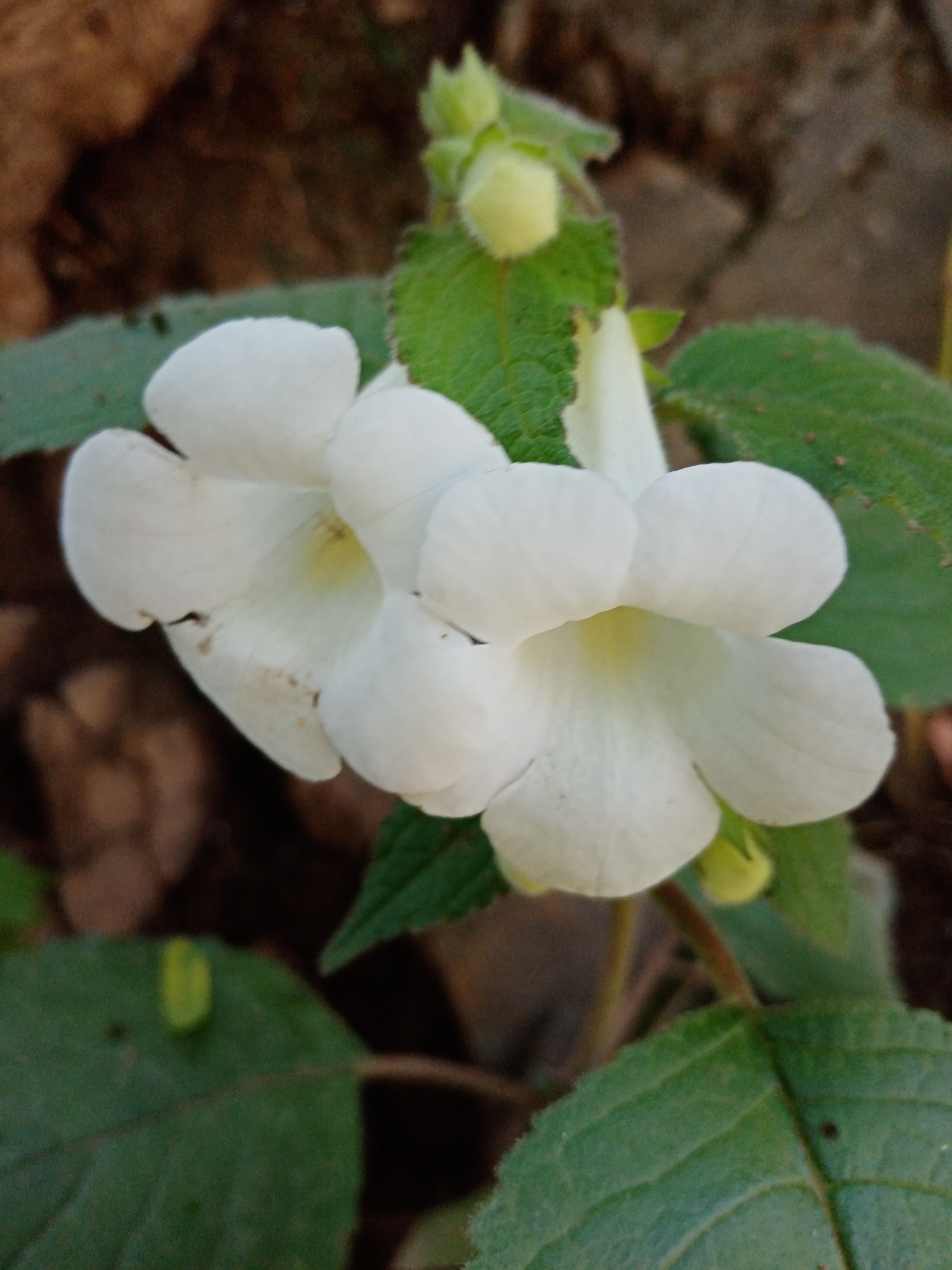 Achimenes dulcis