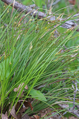 Carex geyeri