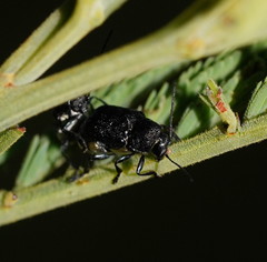 Aporocera scabrosa