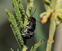 Aporocera scabrosa
