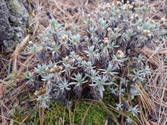 Gnaphaliothamnus lavandulifolius