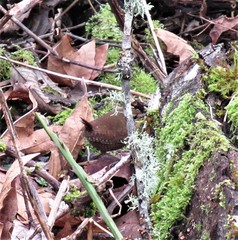 Troglodytes pacificus pacificus