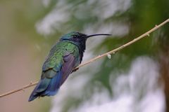 Colibri coruscans