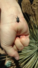 Scyphophorus yuccae