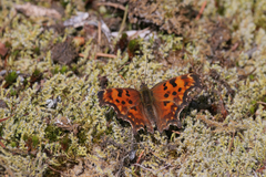 Polygonia oreas