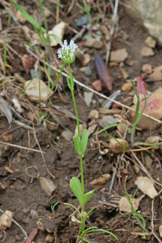 Plectritis macrocera ssp. grayi
