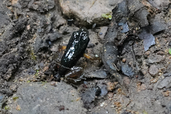 Silverstoneia flotator