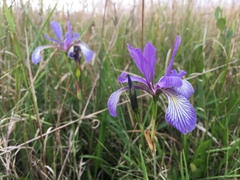 Iris prismatica